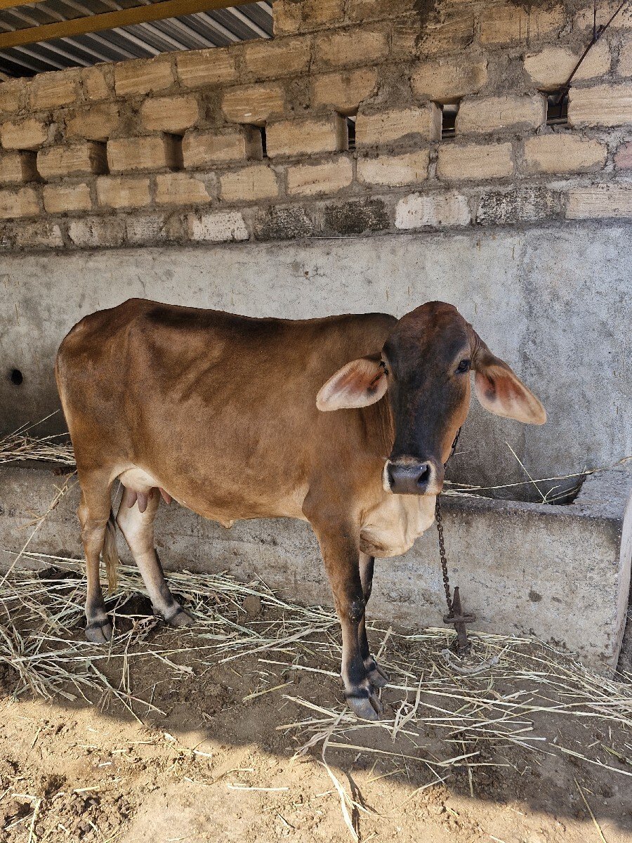 જર્સી ગાય વેચવાની છે