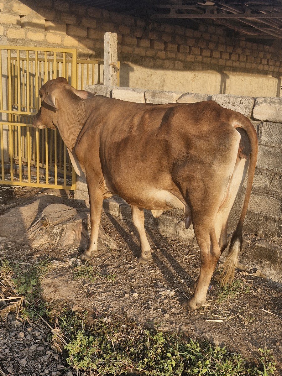 જર્સી ગાય વેચવાની છે