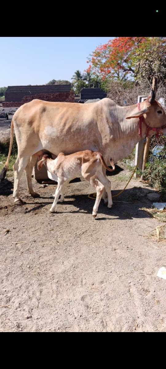 ગાય વેચવાની છે