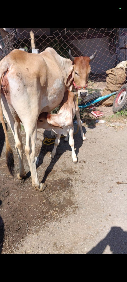 ગાય વેચવાની છે
