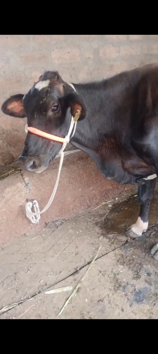 ગાય વેસવાની છે