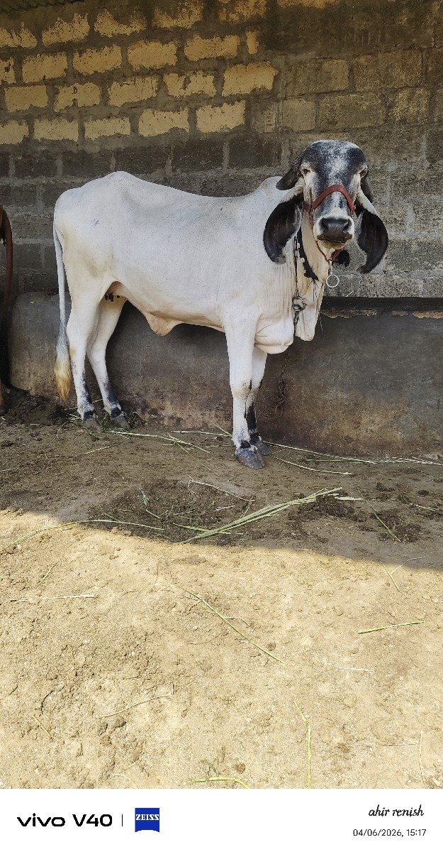 વાછડી વેચવાની છે