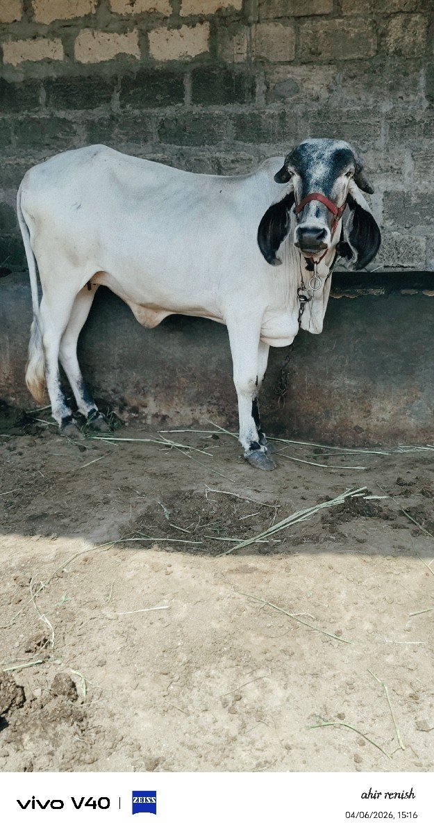 વાછડી વેચવાની છે
