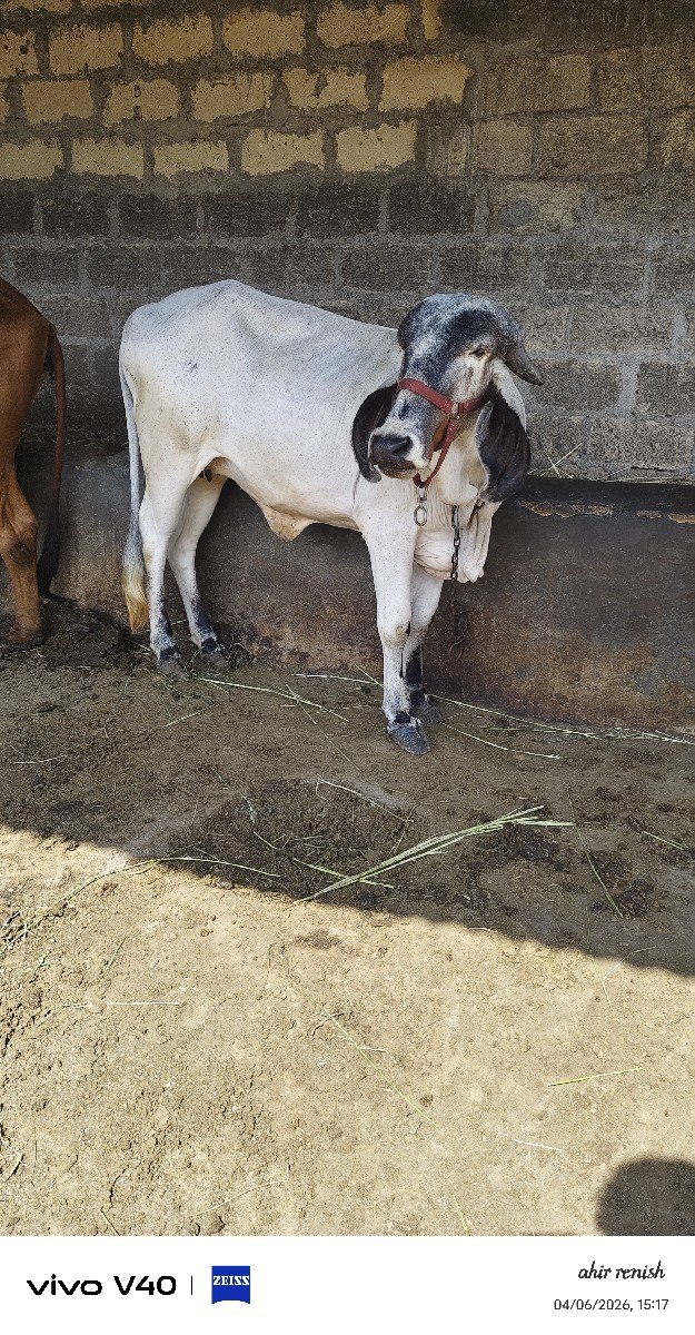 વાછડી વેચવાની છે