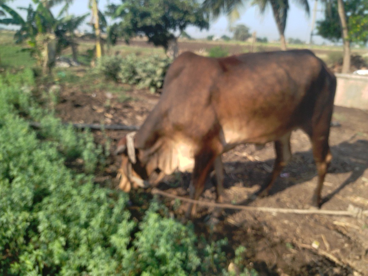 દેશી ગાય વેચાવાની છે