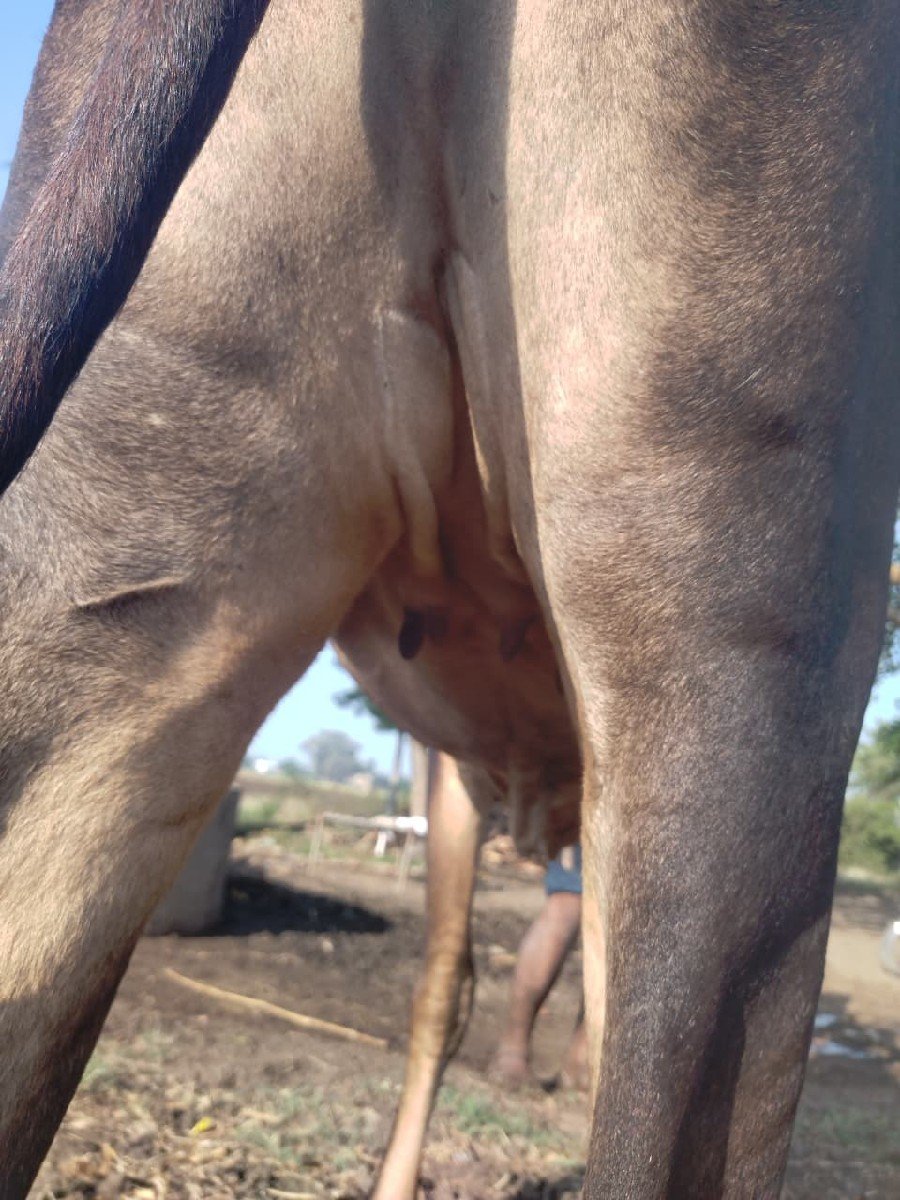 દેશી ગાય વેચાવાની છે