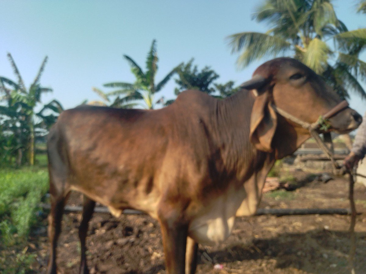 દેશી ગાય વેચાવાની છે