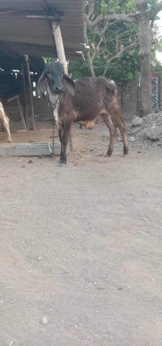 વાછડો વેચવાનો છે