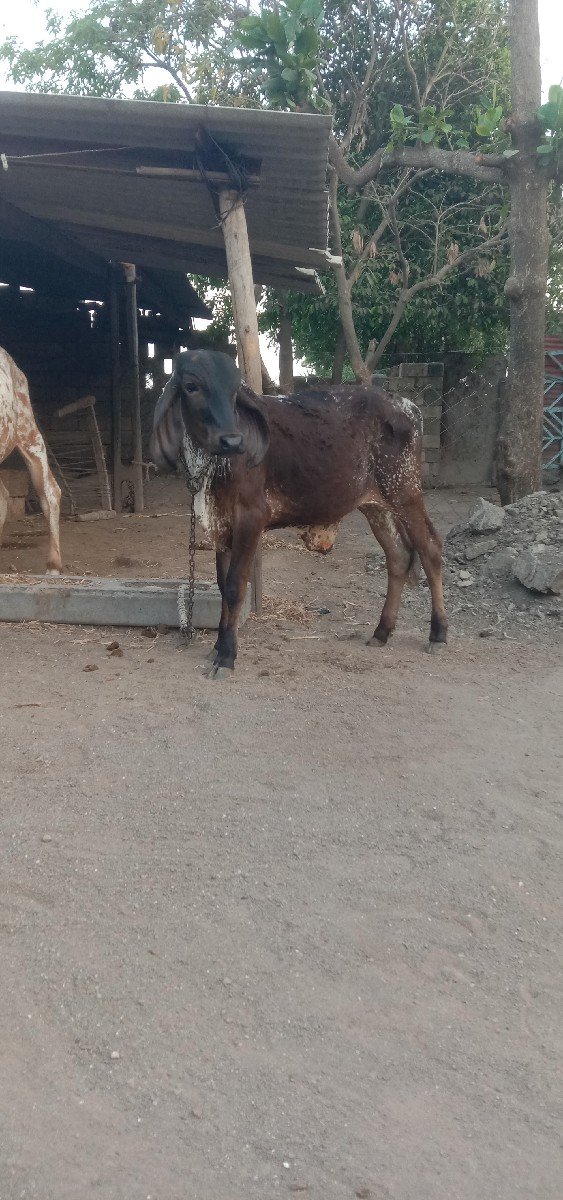 વાછડો વેચવાનો છે