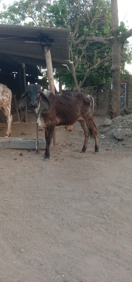 વાછડો વેચવાનો છે