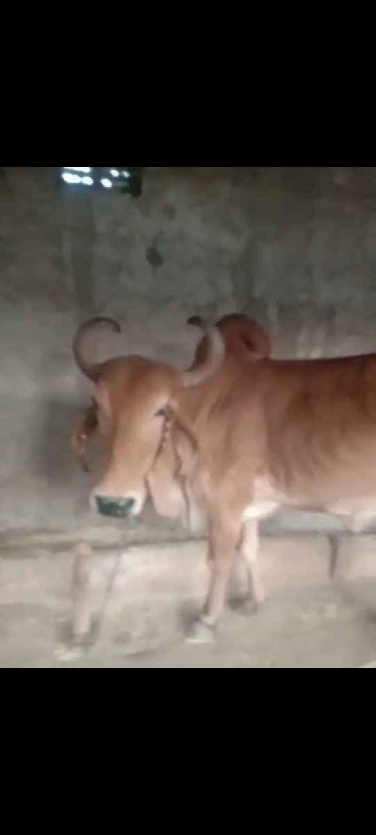ગાય વેચવાની છે