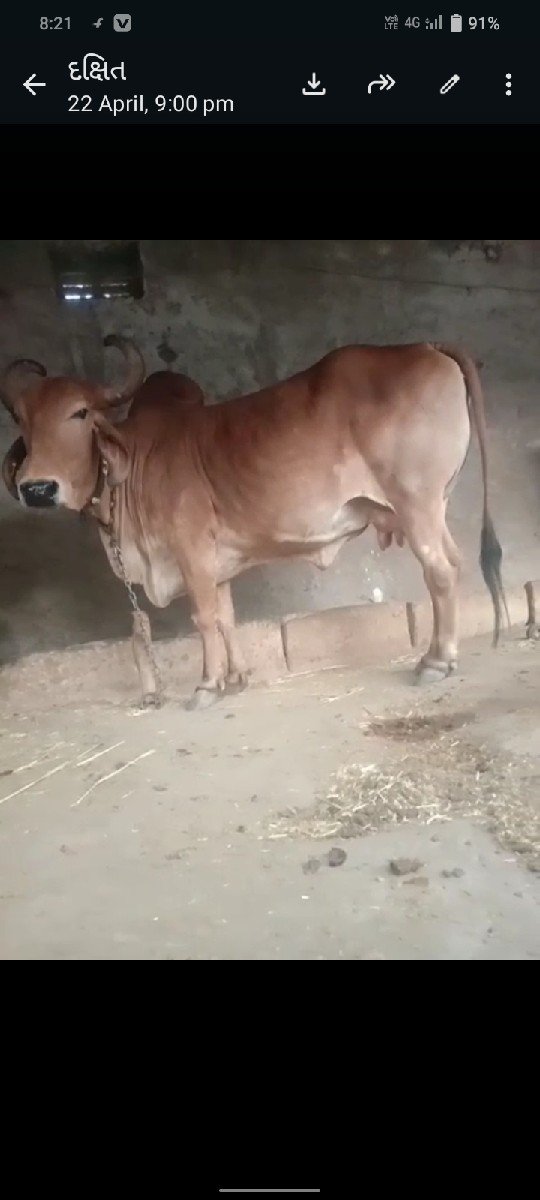 ગાય વેચવાની છે