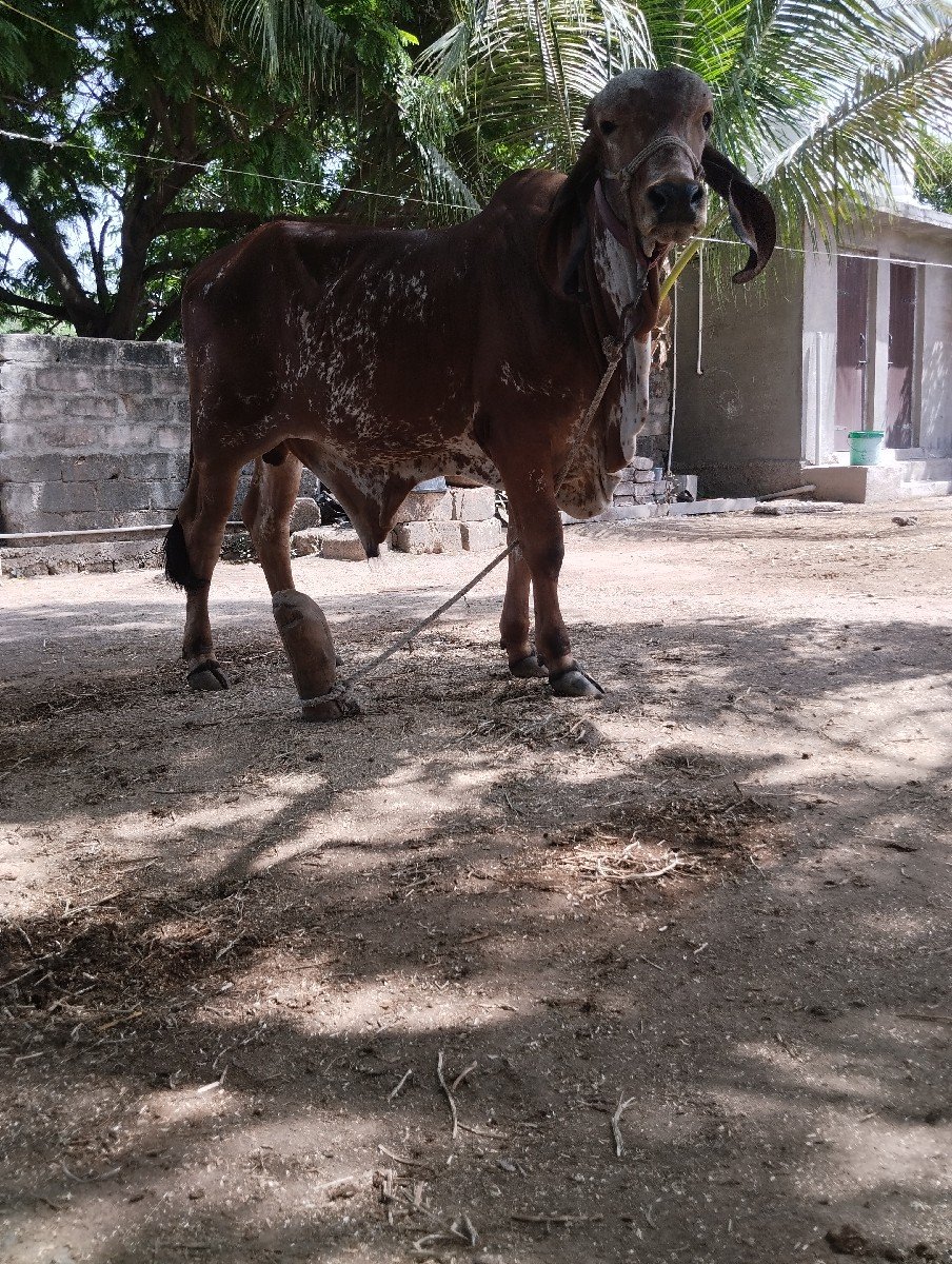 ગીર ખુટ વેસવાનો સે