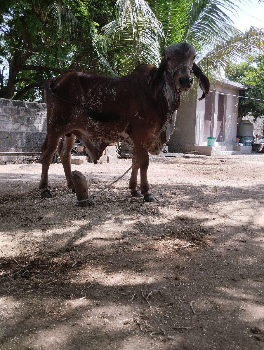 ગીર ખુટ વેસવાનો સે