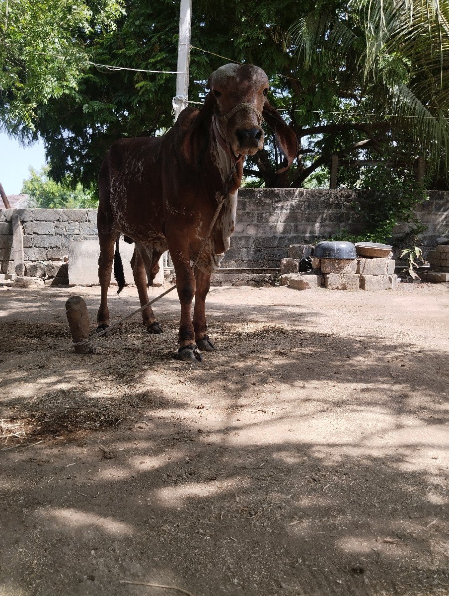 ગીર ખુટ વેસવાનો સે