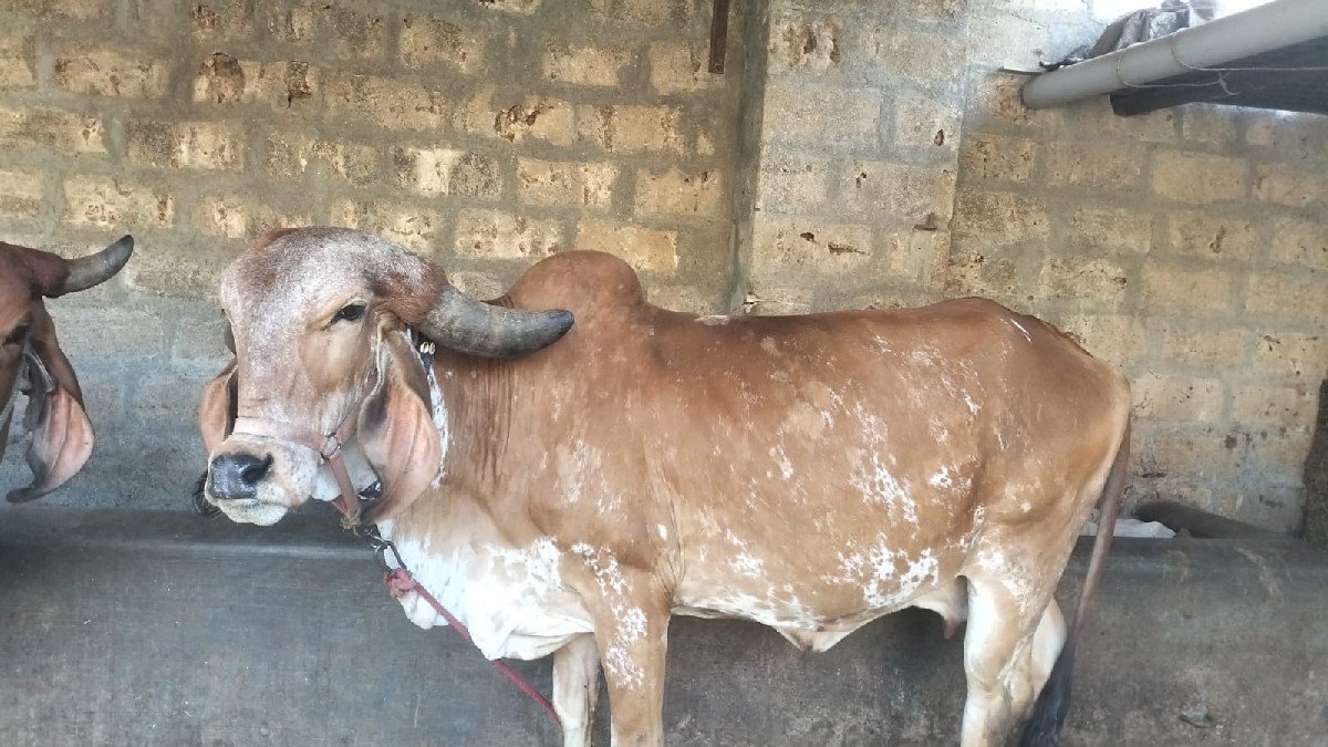 ગાય