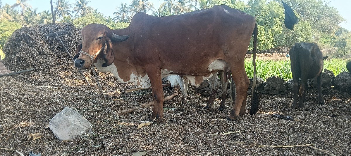 ગીર હોડકી