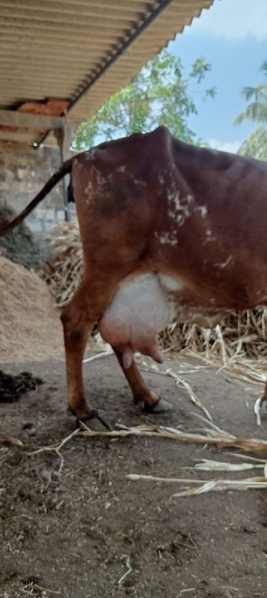 ગીર હોડકી