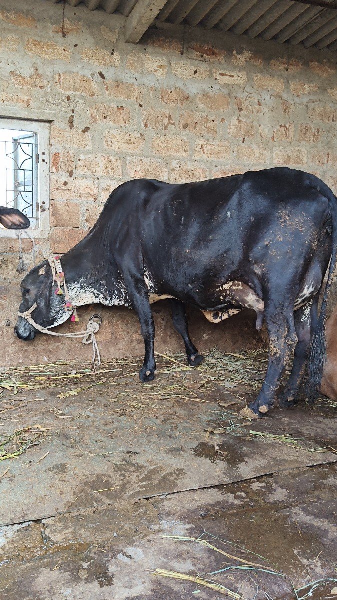 ગિર ક્રોસ ગાય વેસવાનિ છે
