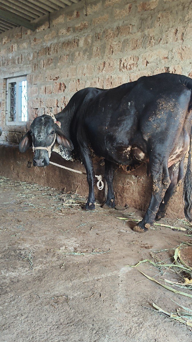 ગિર ક્રોસ ગાય વેસવાનિ છે