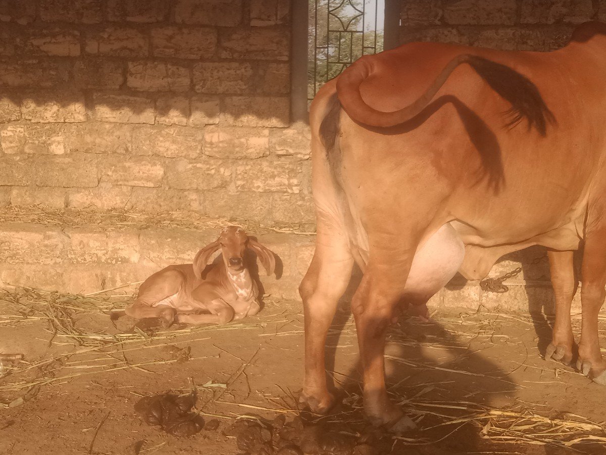 ગાય વેચવાની છે