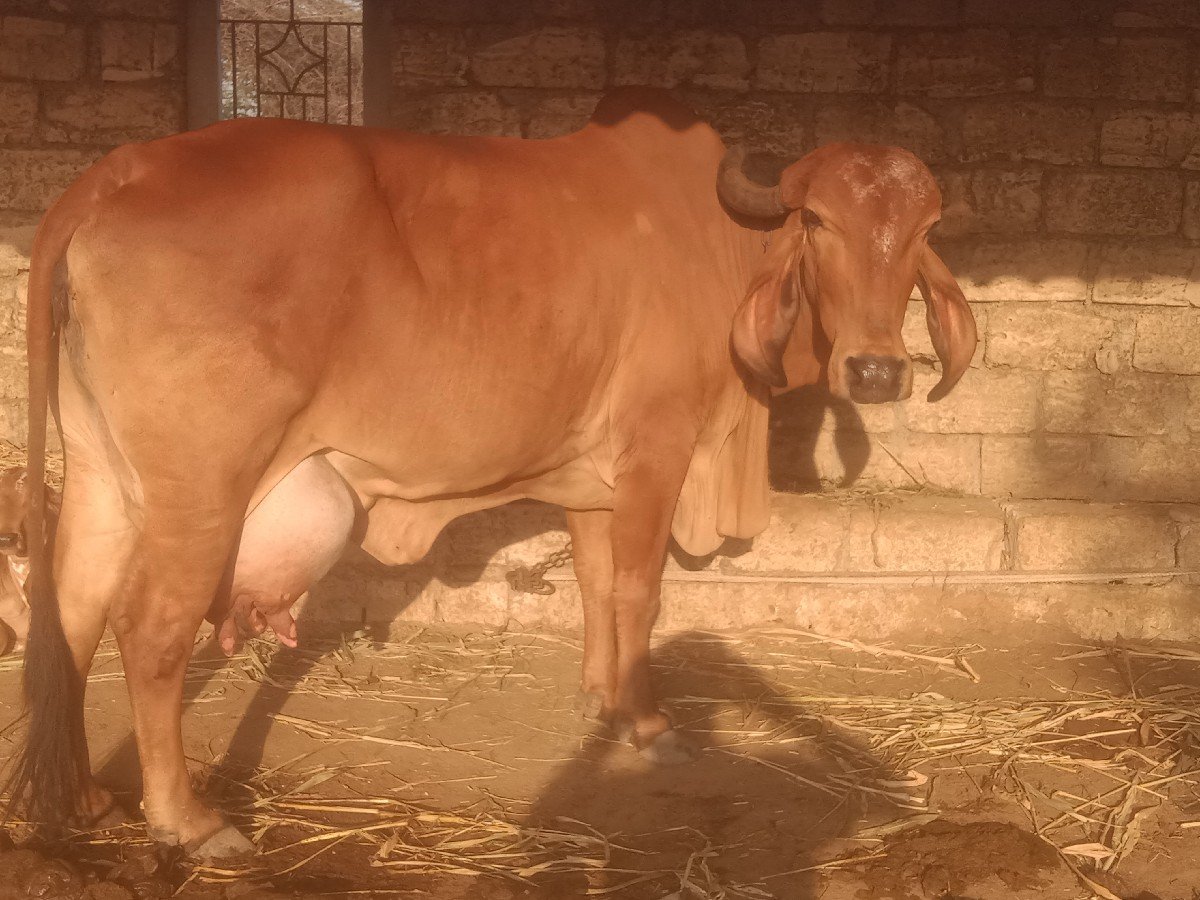 ગાય વેચવાની છે
