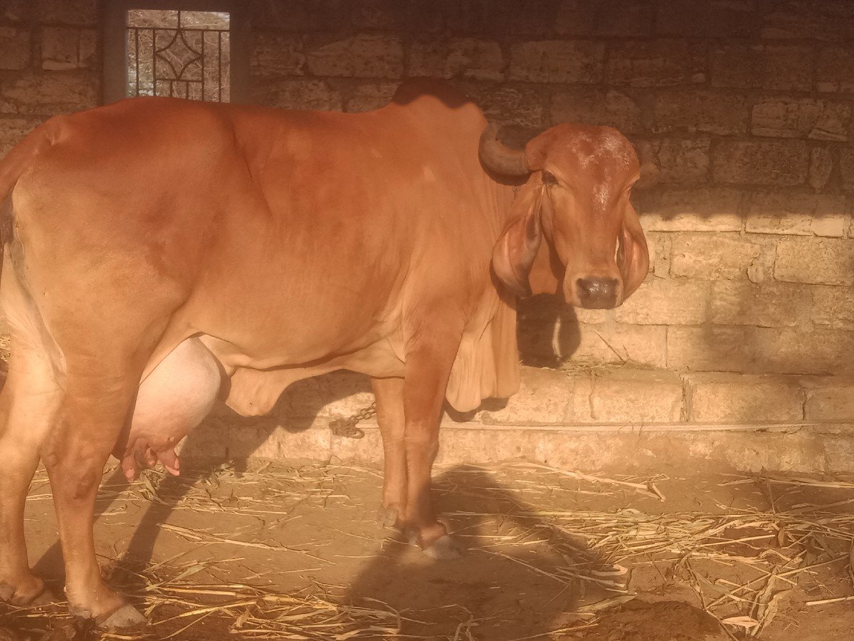 ગાય વેચવાની છે