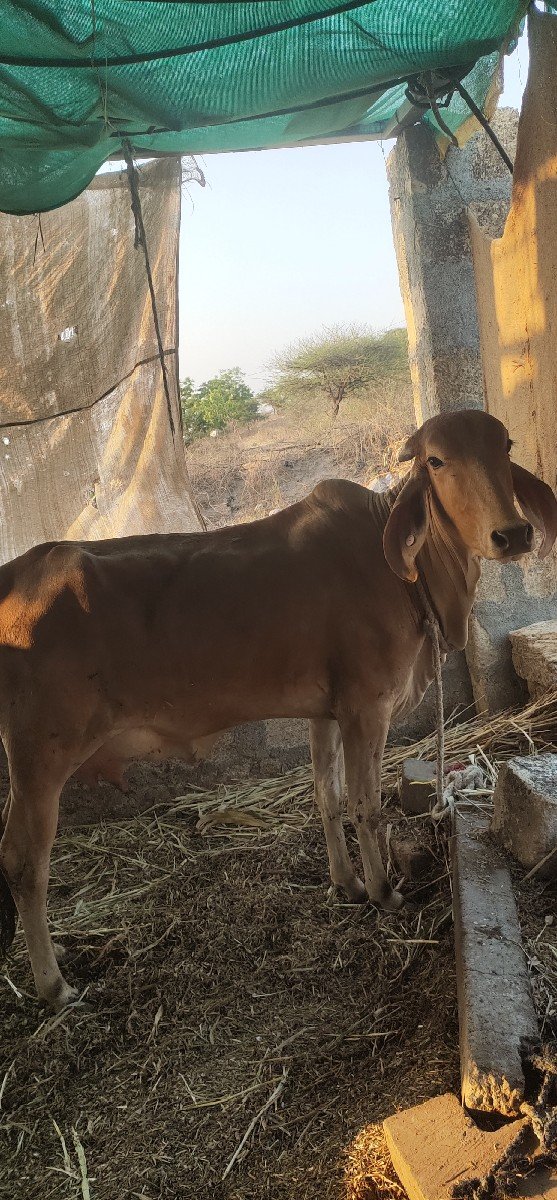 ગાય વેચવાની છે
