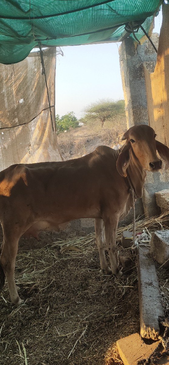 ગાય વેચવાની છે