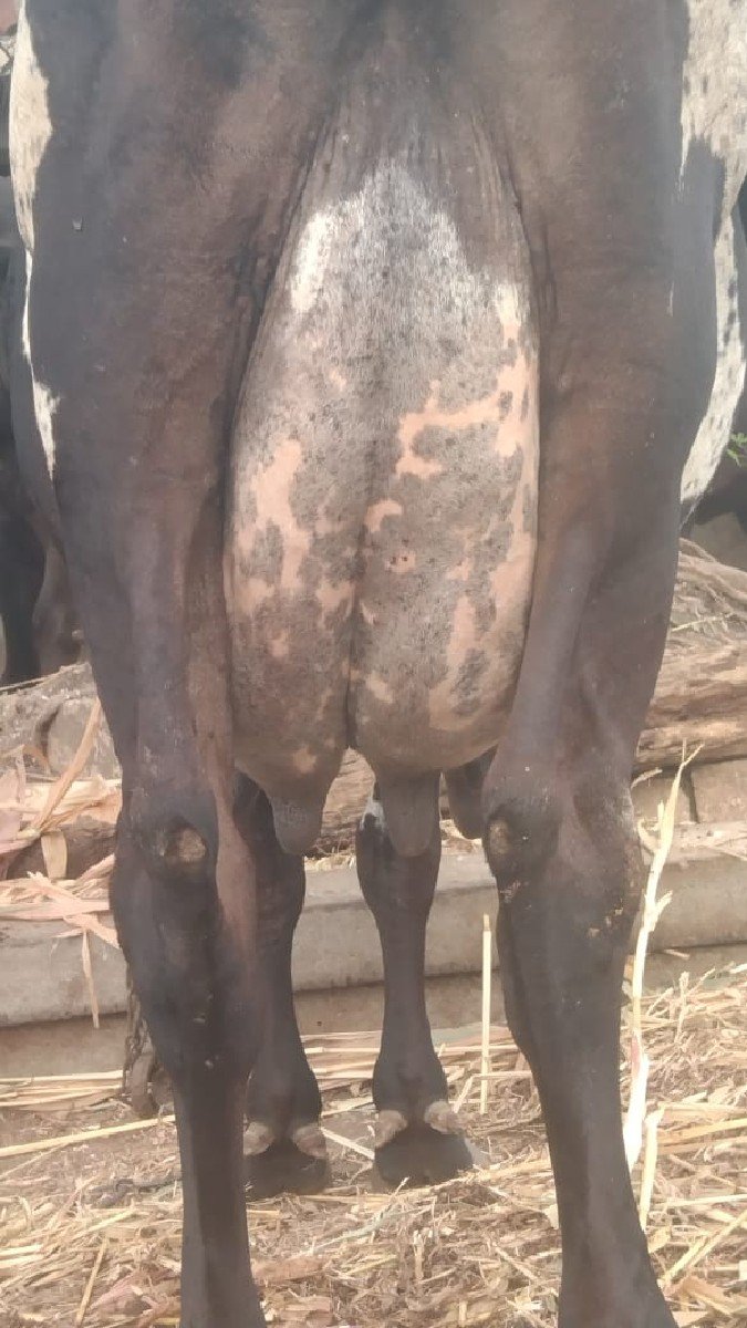 ગાય વેચવાની છે