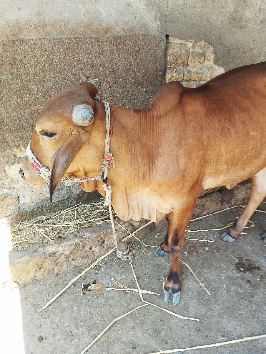 વાછડી વેચવાની છે