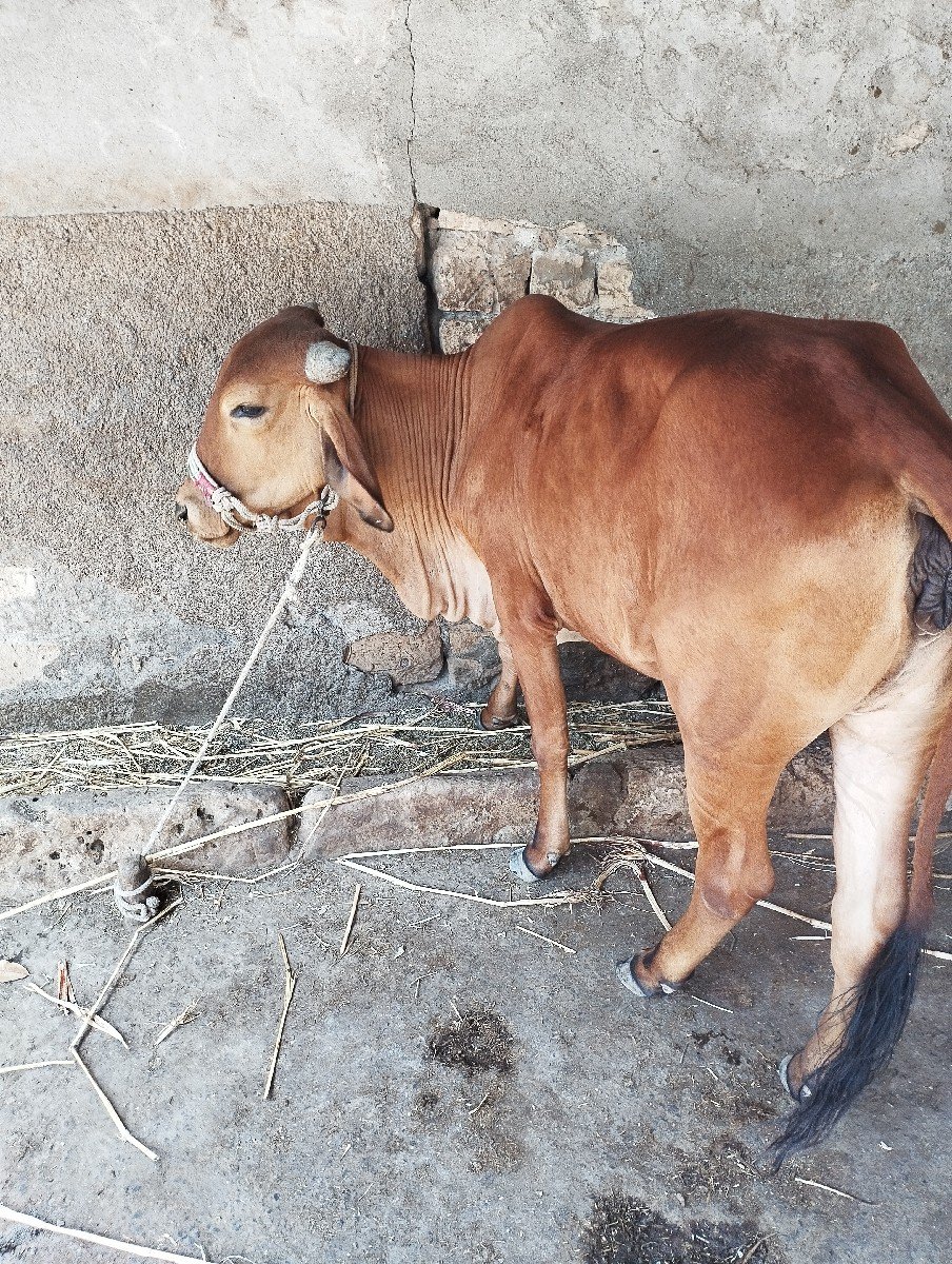 વાછડી વેચવાની છે