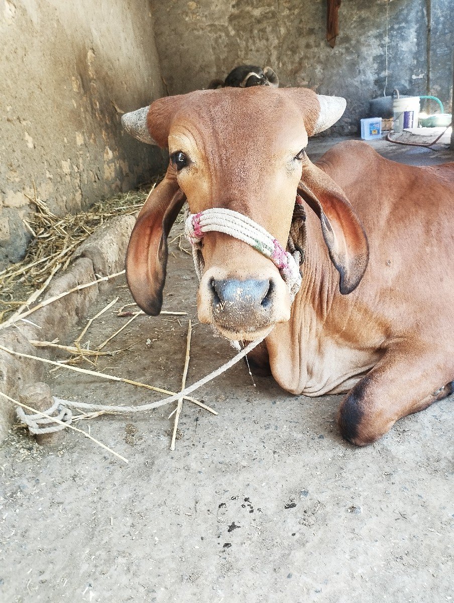 વાછડી વેચવાની છે