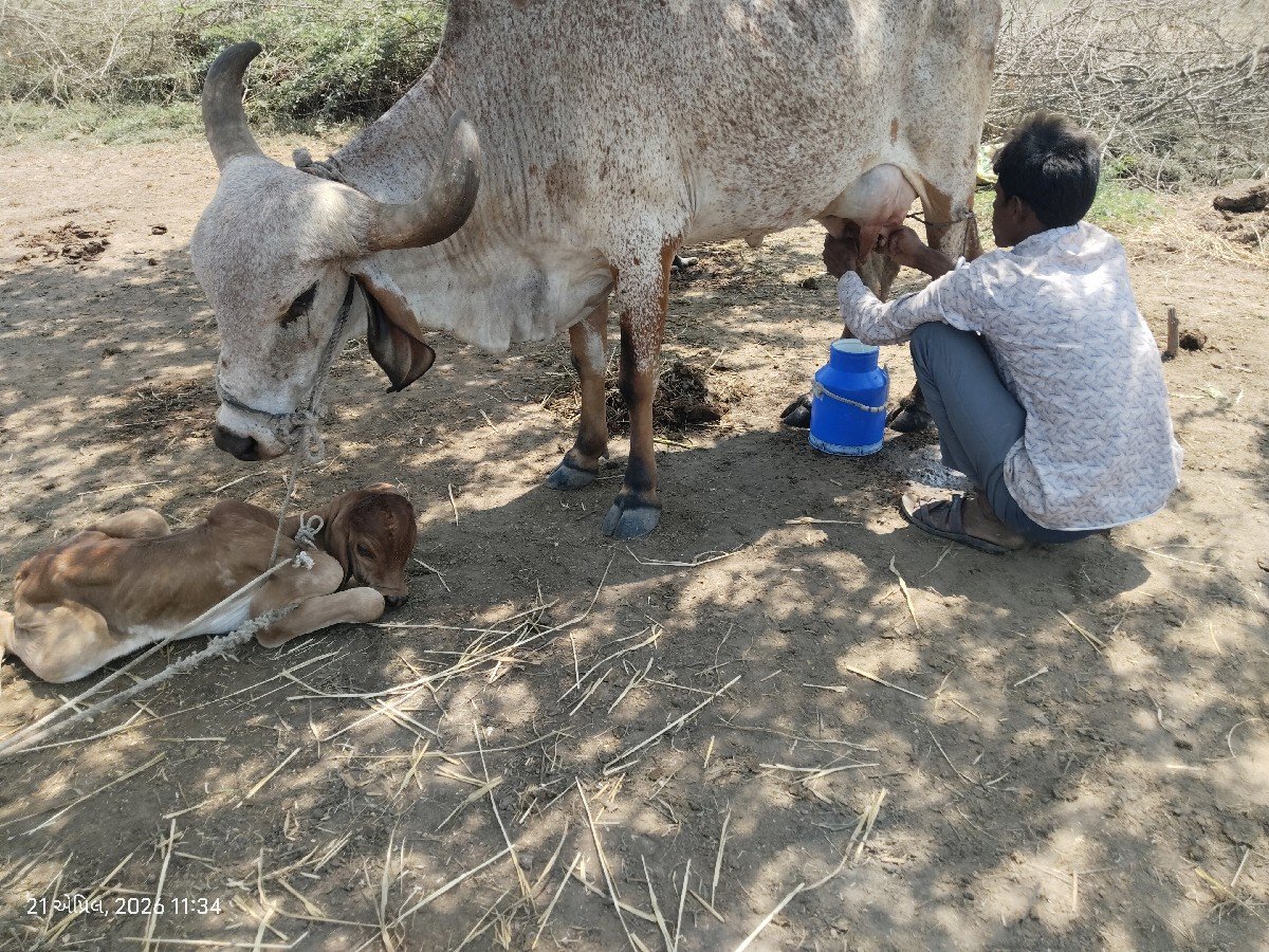 ગાય વેચવાની છે
