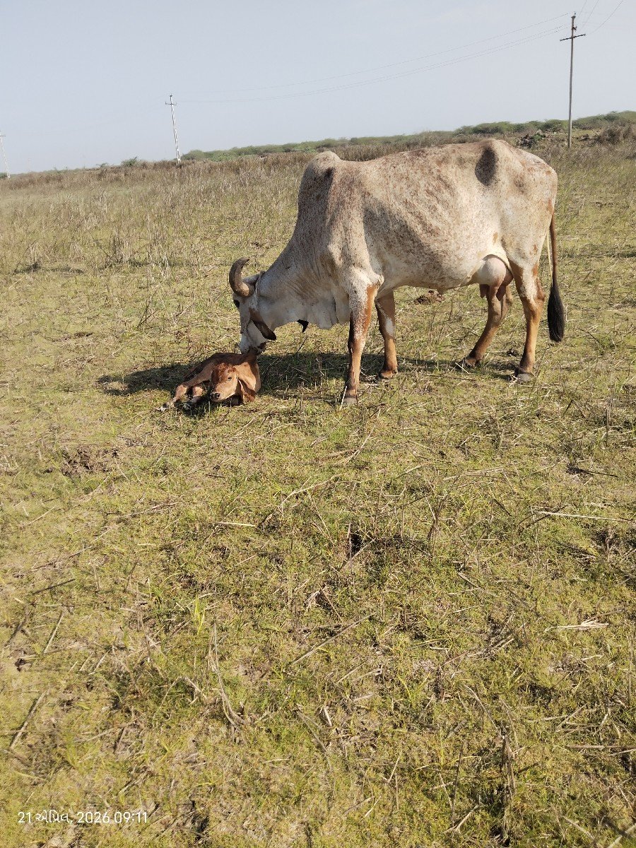 ગાય વેચવાની છે