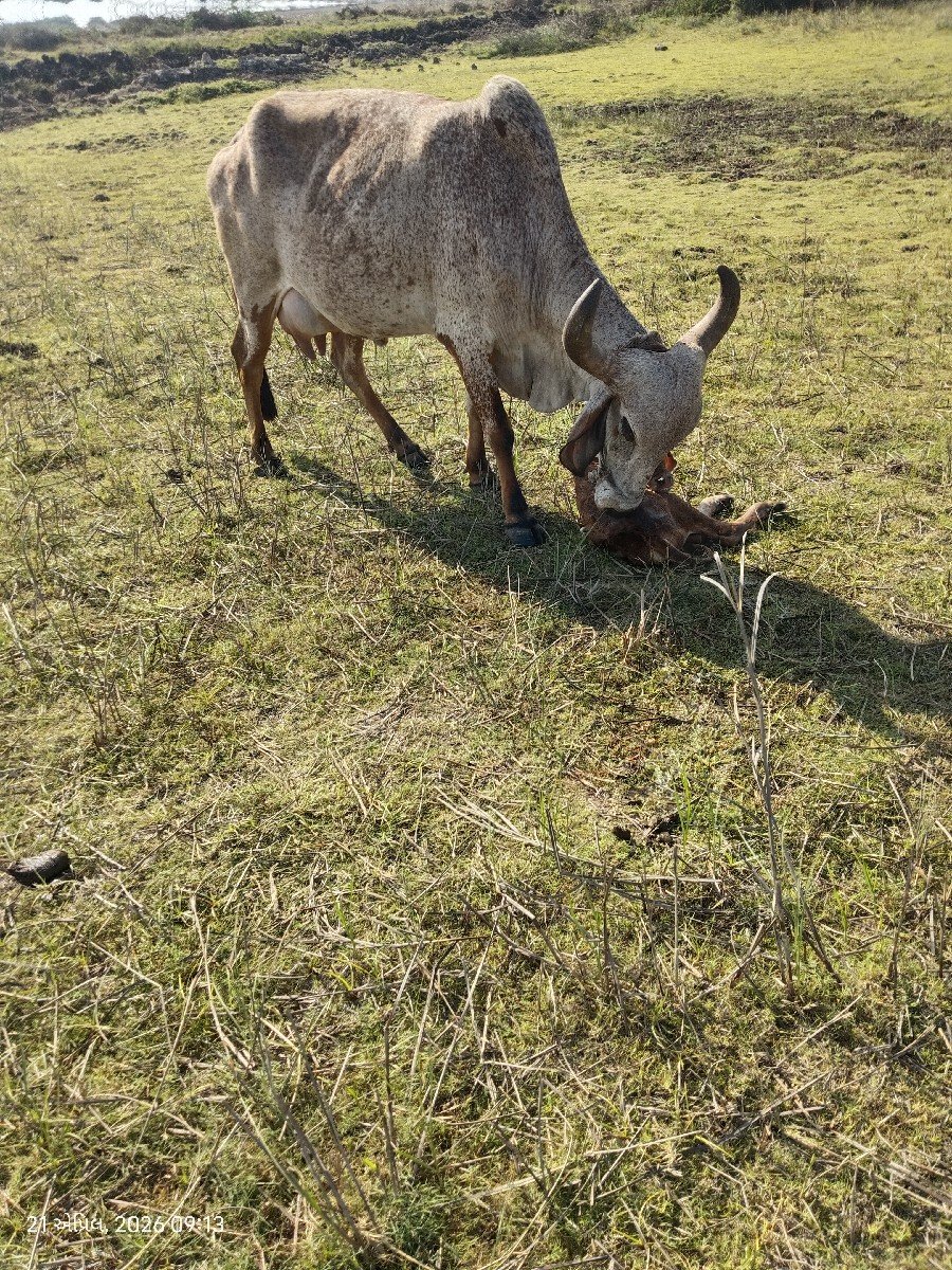 ગાય વેચવાની છે