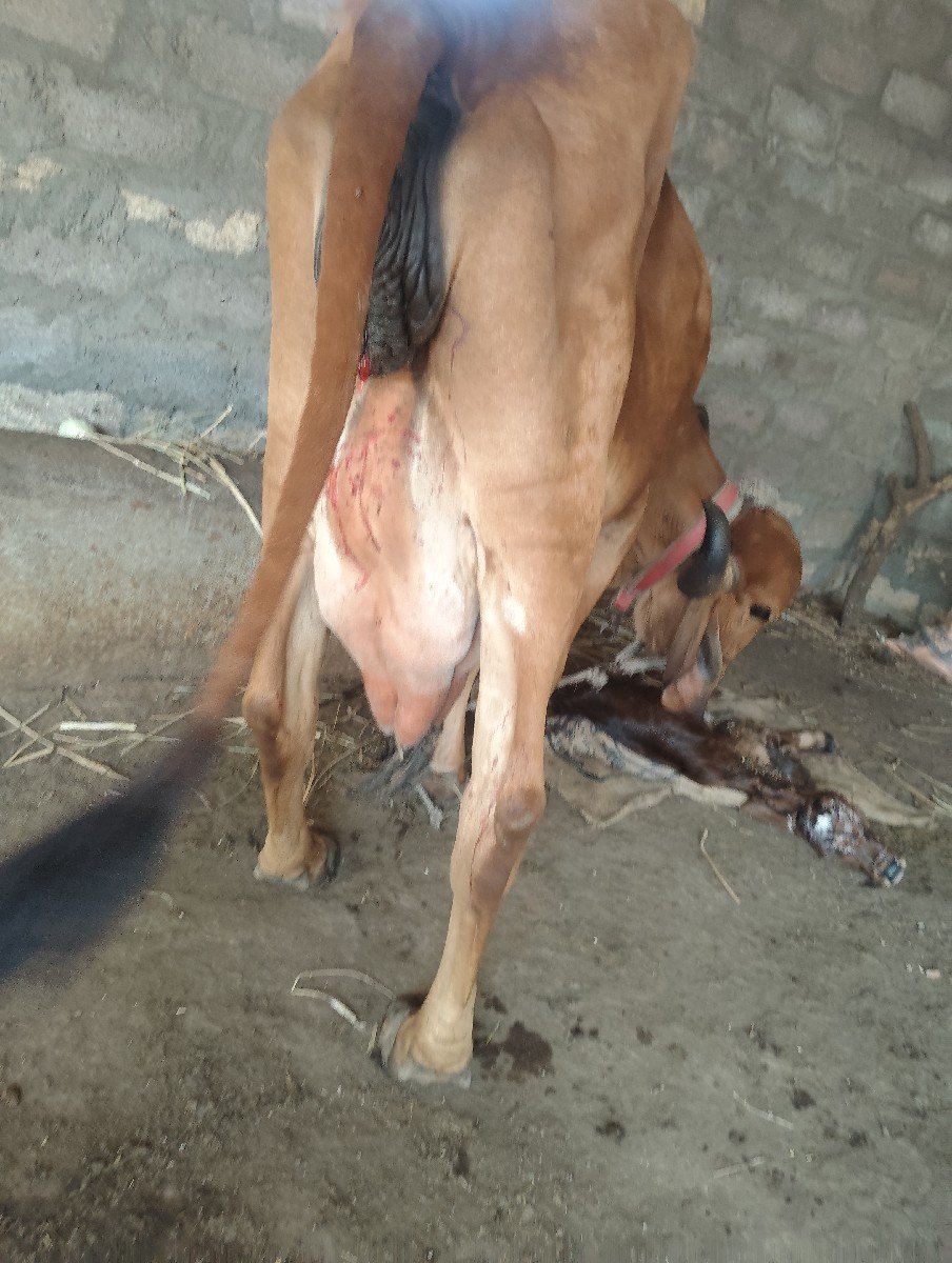 હોડકી વેચવાની છે