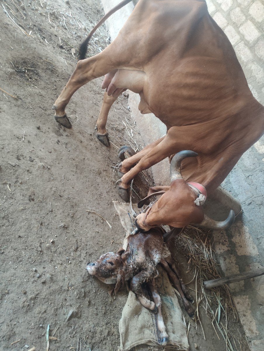 હોડકી વેચવાની છે