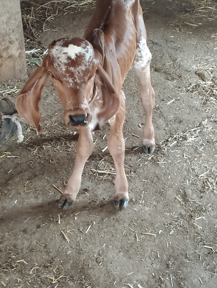 હોડકી વેચવાની છે