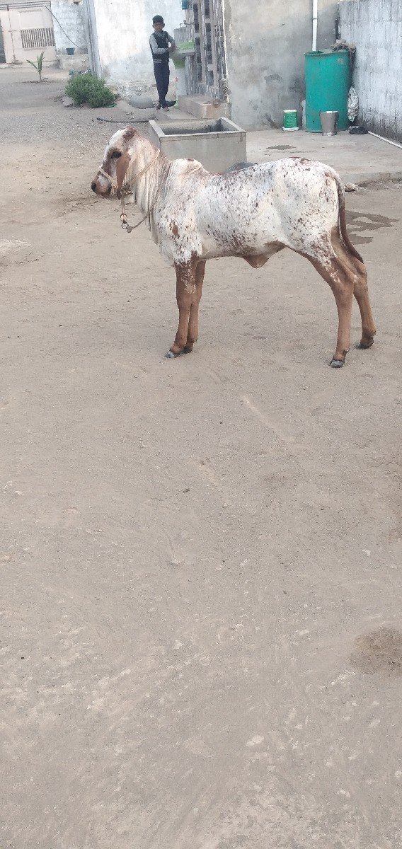 હોળકી વેચવાની છે