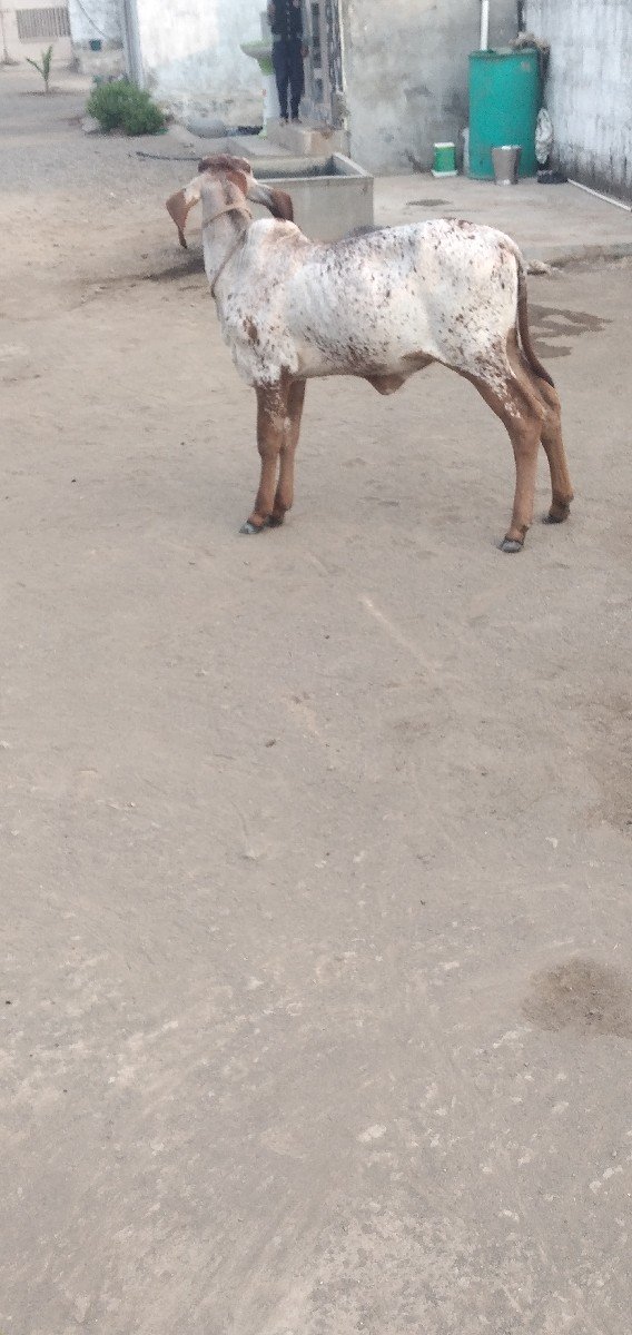 હોળકી વેચવાની છે