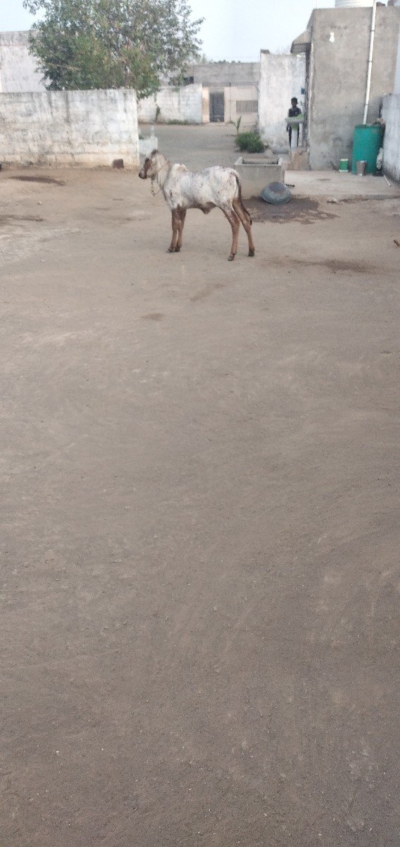 હોળકી વેચવાની છે