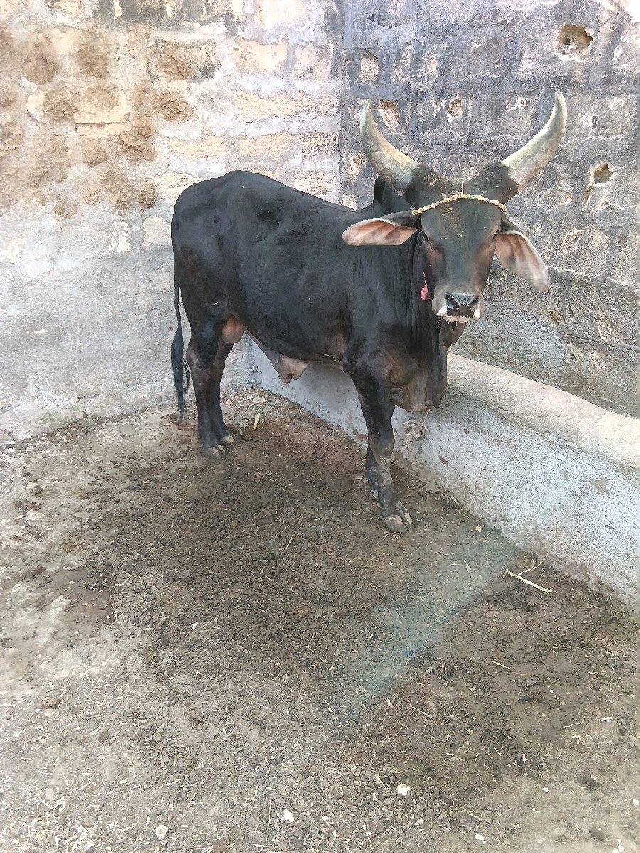 કાંકરેજ ખુટ વેસવાનો