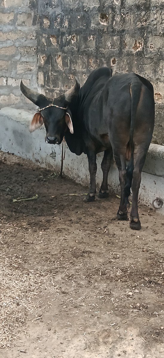કાંકરેજ ખુટ વેસવાનો
