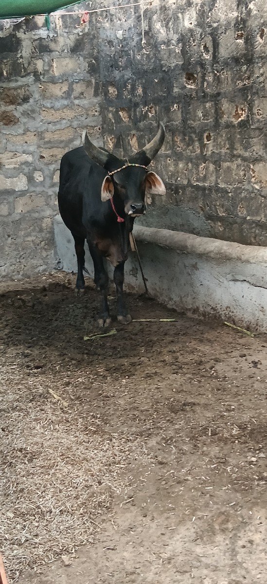 કાંકરેજ ખુટ વેસવાનો