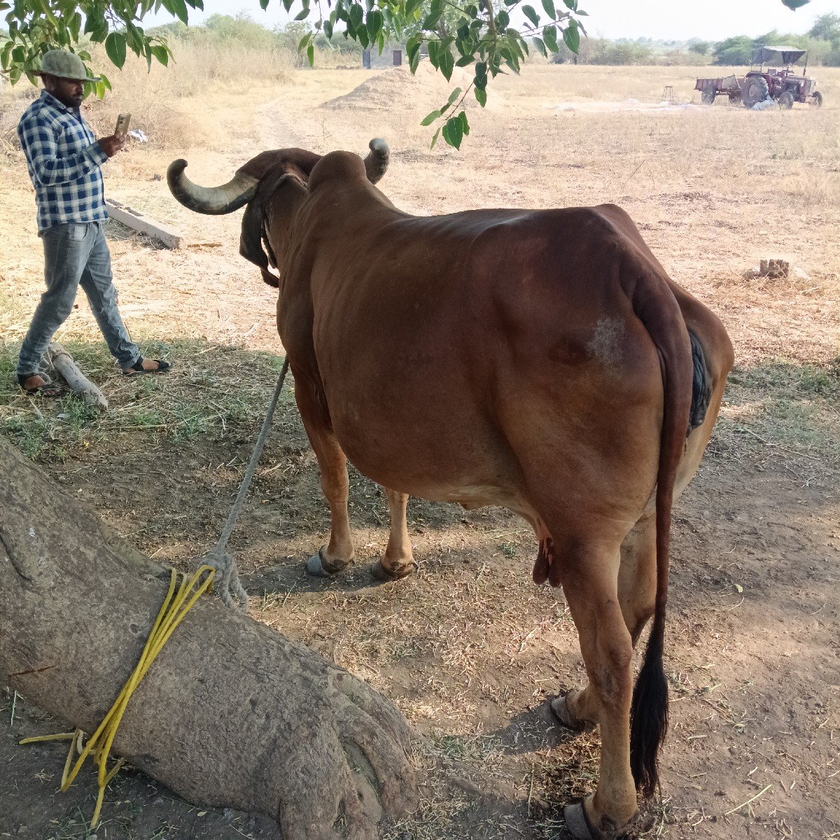 ગાય વેચવાની છે