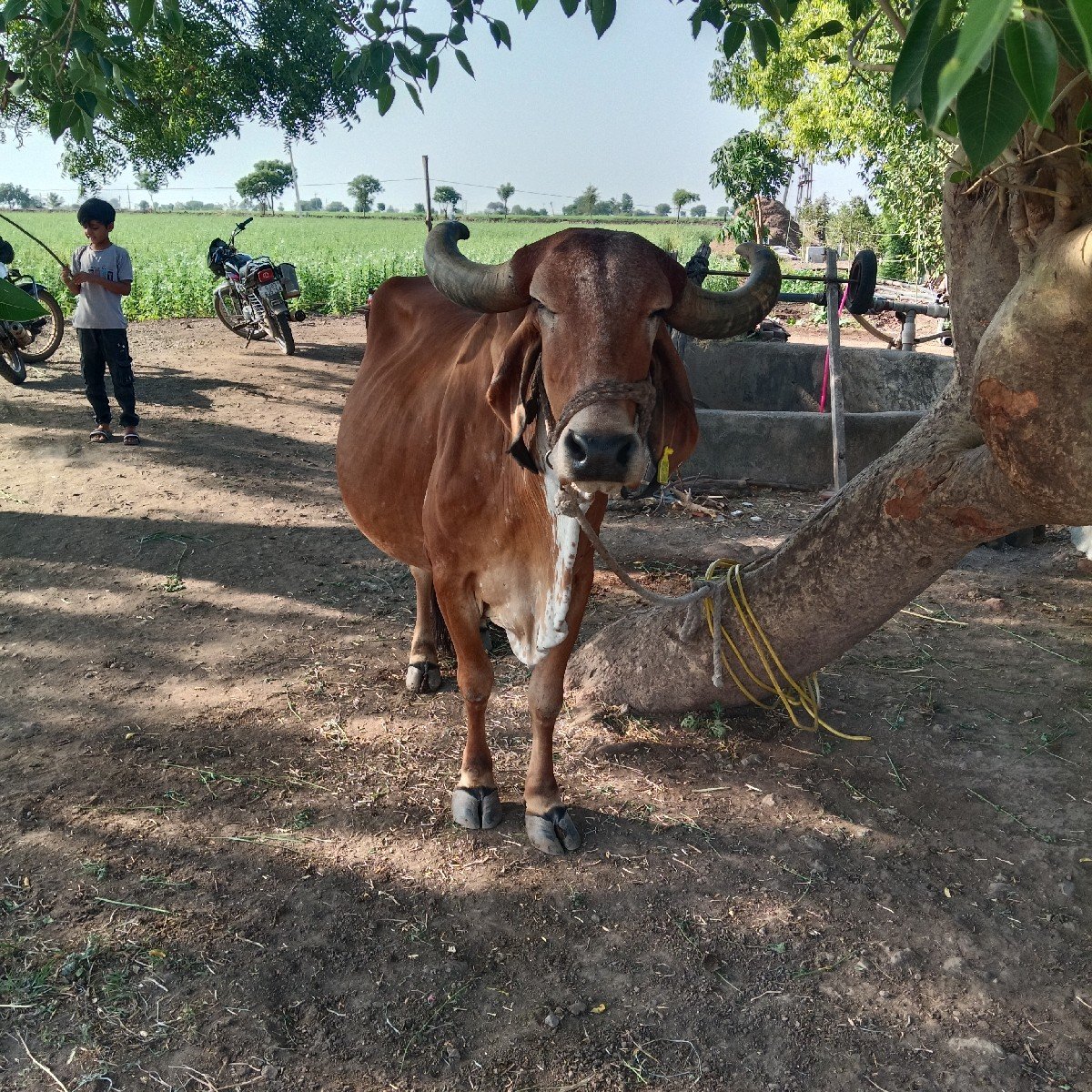 ગાય વેચવાની છે