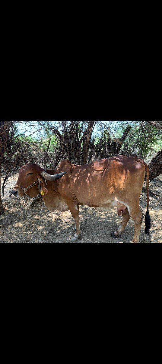 ગીર ગાય વેચવાની છે