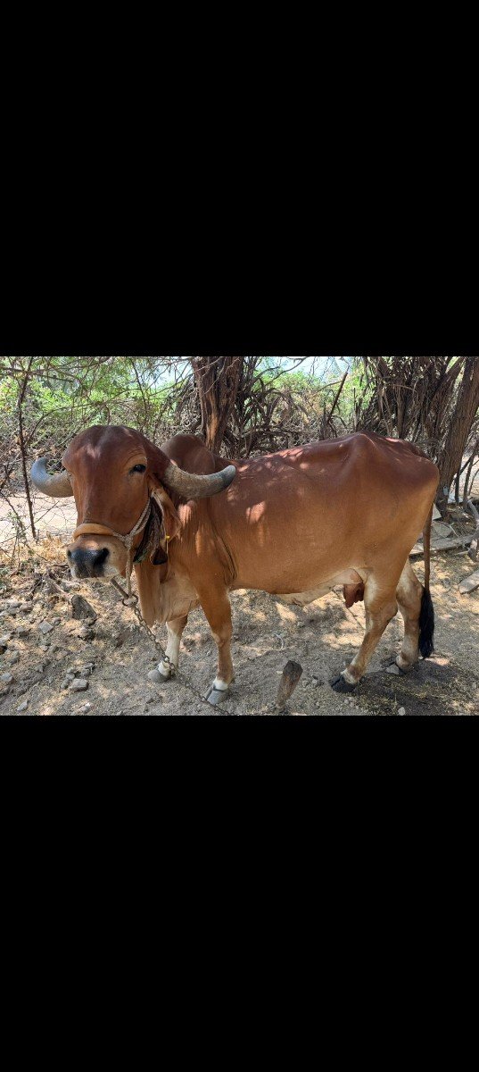 ગીર ગાય વેચવાની છે