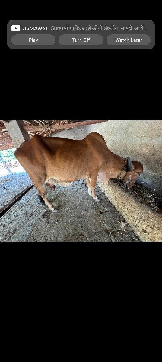 ગીર ગાય વેચવાની છે